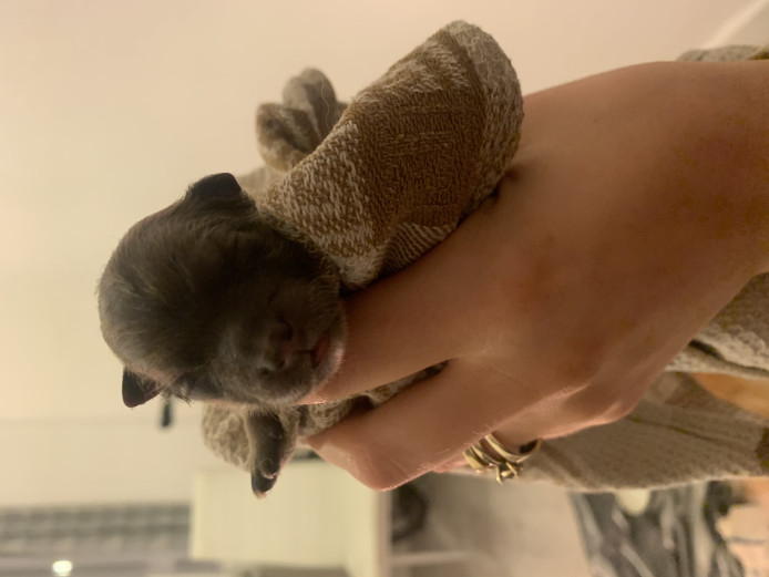 KC Pomeranian teddy bear face short leg 