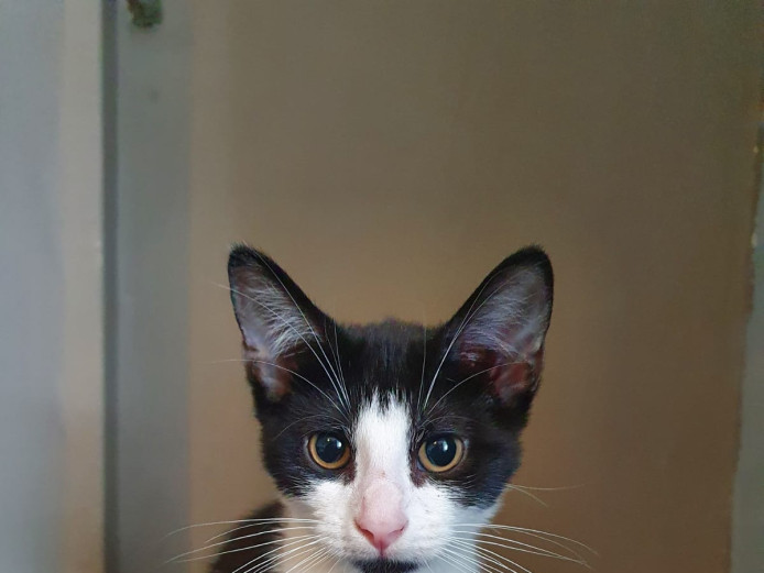 Female cats for sale