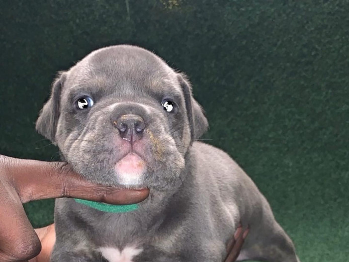 American Bully (Micro)