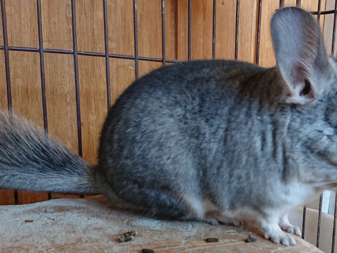 Baby chinchilla female