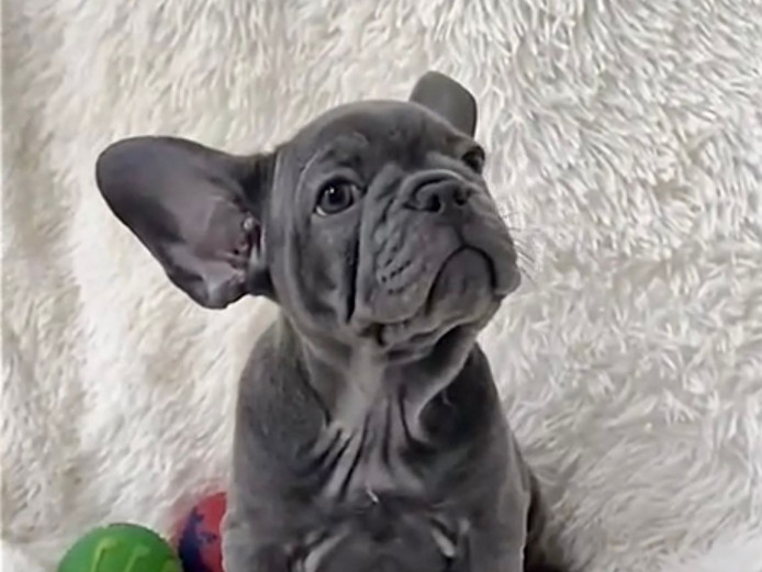 french bulldog solid blue