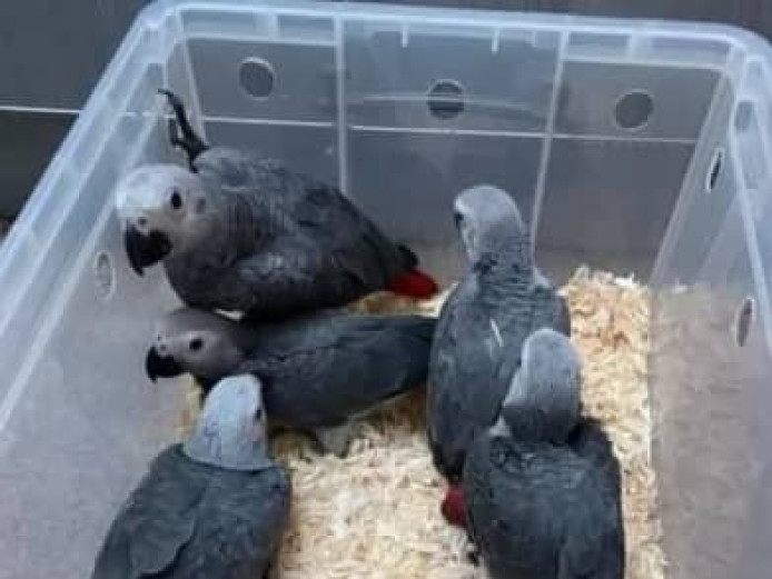Talking african grey parrots for sale