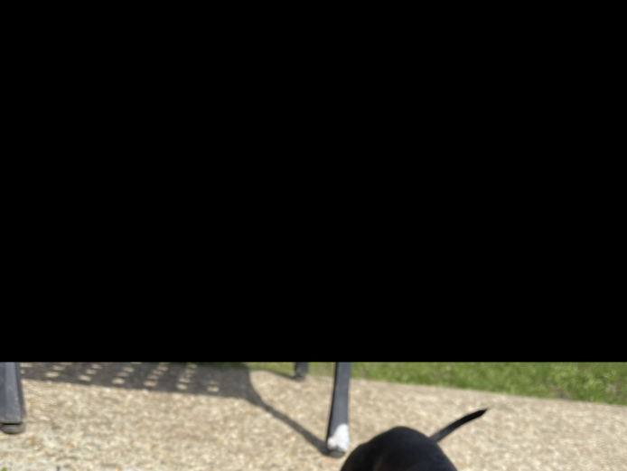 KC Registered Miniature Dachshund 