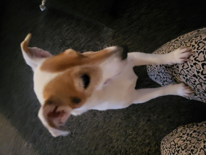 Miniature Jack Russell Puppies 1 x Male 1 x Female READY NOW