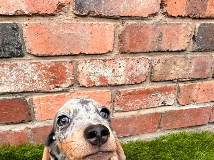 Mini Dachshund Puppies KC - Beautiful Colours 