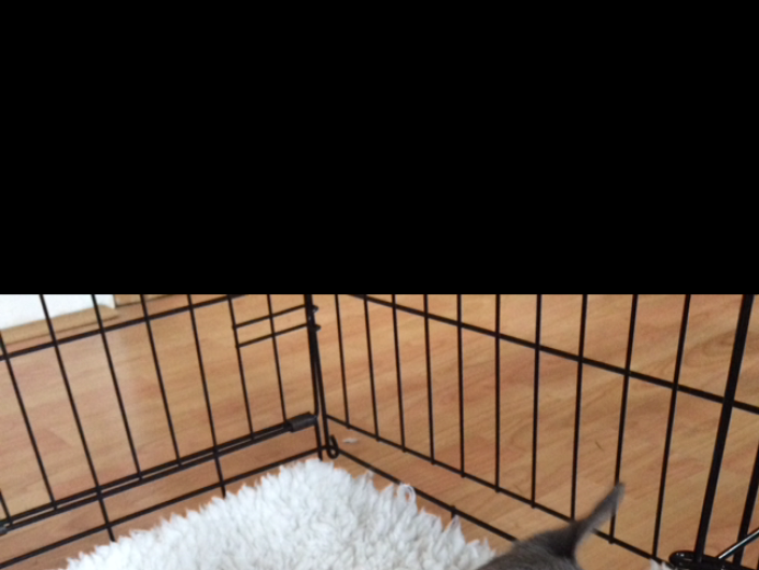 KC registered Smooth coat chihuahuas