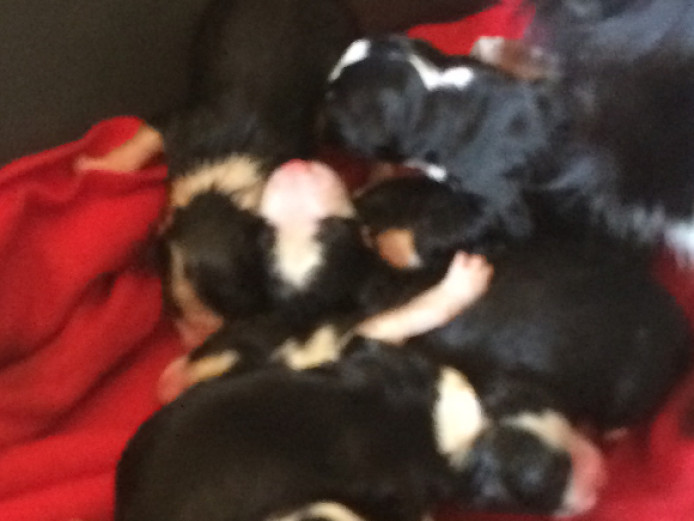 Stunning Traditional Welsh Border Collies 