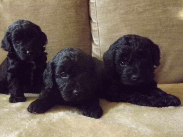 F1 toy cockapoo puppies 