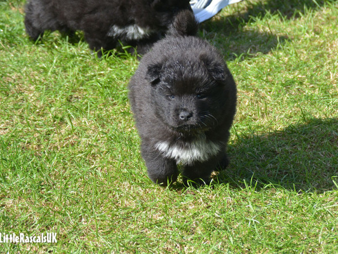 Chow Chow X Samoyed puppies for sale