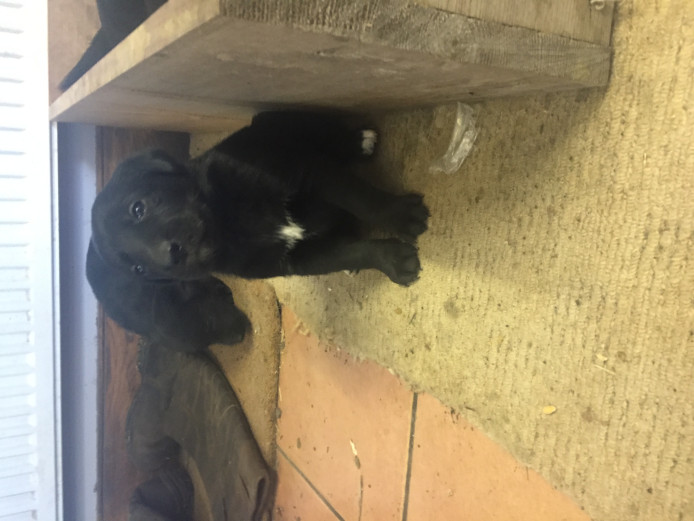 Lab X collie (Lollies) for sale 