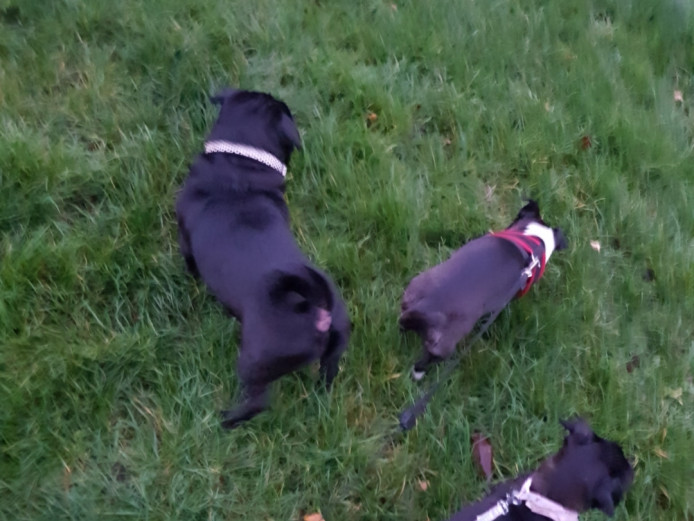 Chug chihuahua x pug 