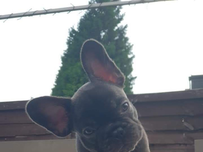 4 Beautiful coloured French bulldog puppies 