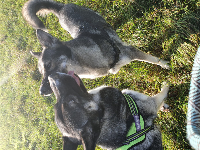 Gerberian shepsky puppies 