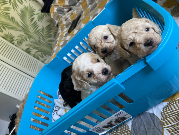 Stunning Cavapoo Puppies 