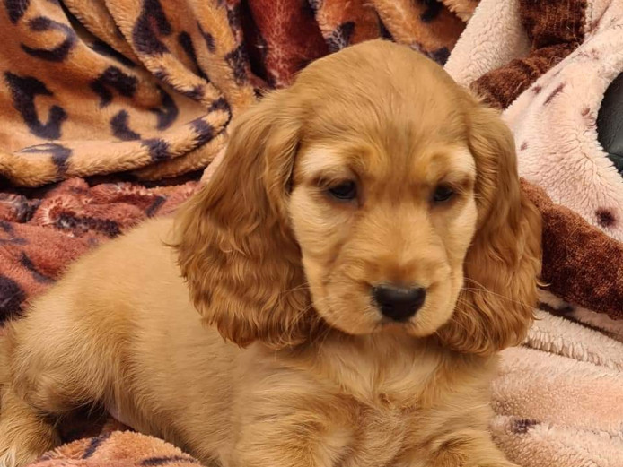 Cocker spaniel puppies show type KC registered