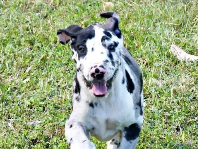 European Great Dane