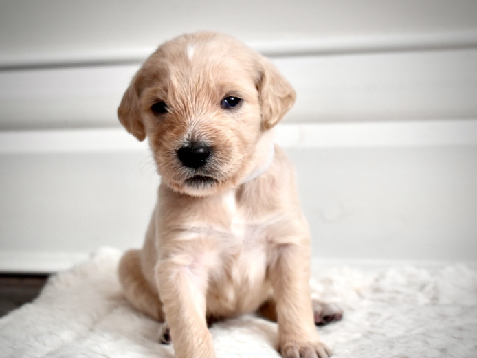 F1B Labradoodle puppies
