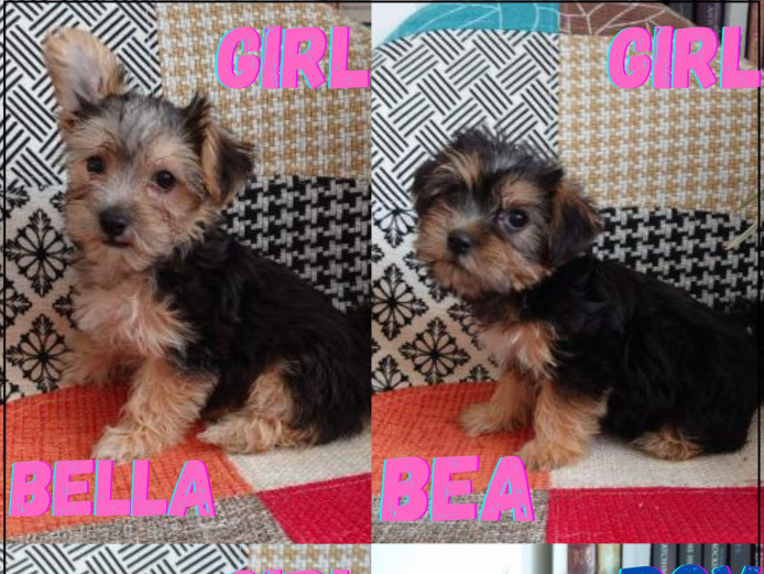 ???? Introducing Adorable Morkie Puppies! ???? (Jack Russel x Maltese mix)