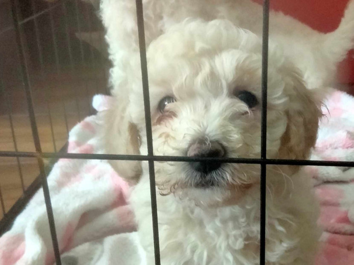 Female Poochons pups 