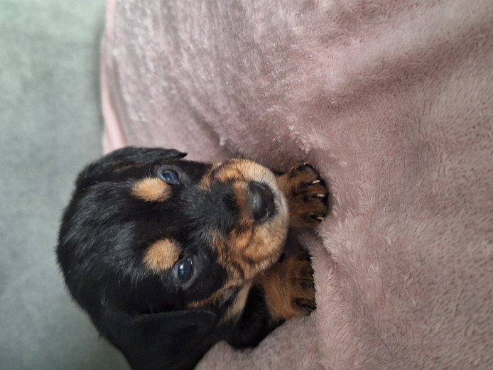 Bedlington/Patterdale X Dachshund 