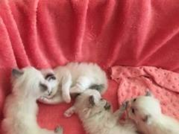 Gorgeous Ragdolls For Sale