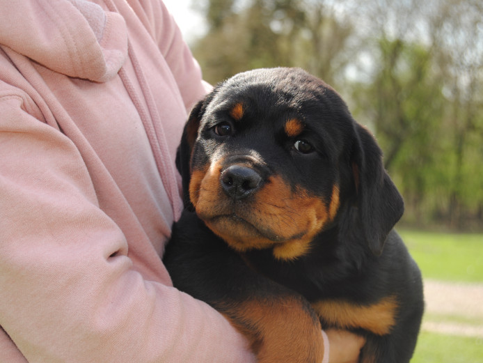 Excellent Quality Big Boned Pups