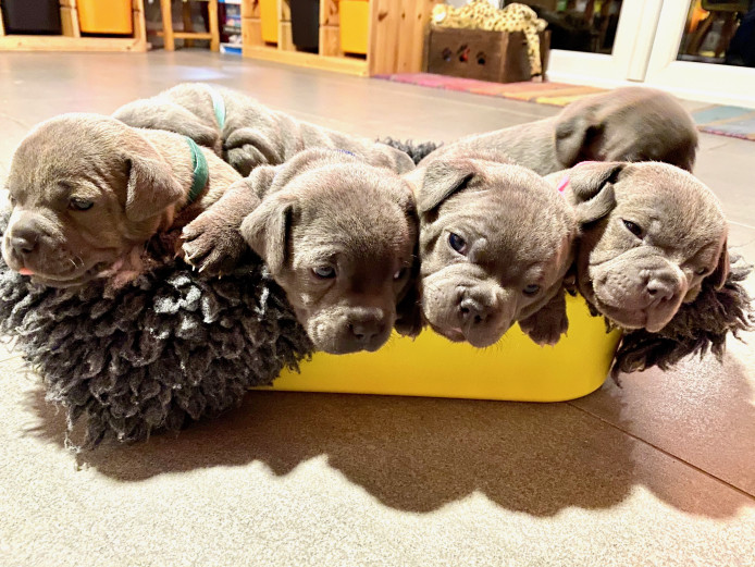 Stunning Litter Of Staff Pups -  ALL GONE!!