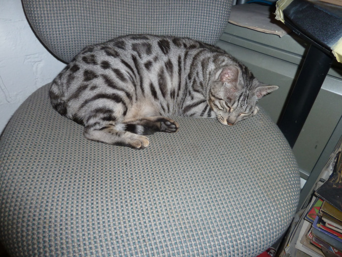 Female Silver Bengal Cat