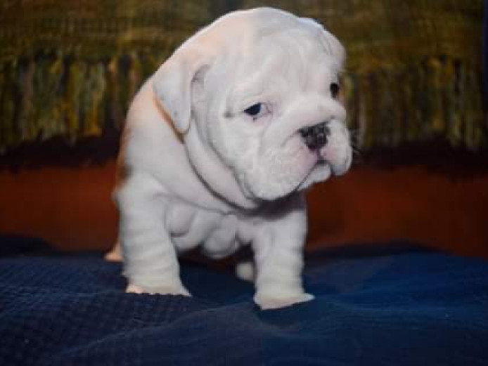 British bulldog puppies (3 males left)