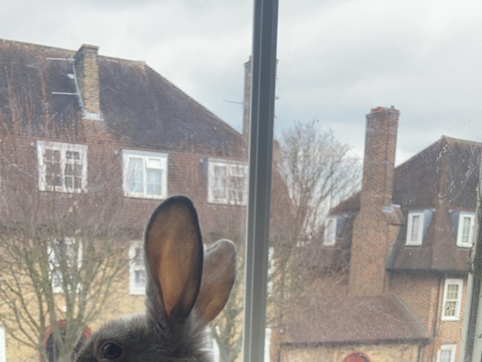 Baby lop cross bunnies for sale 