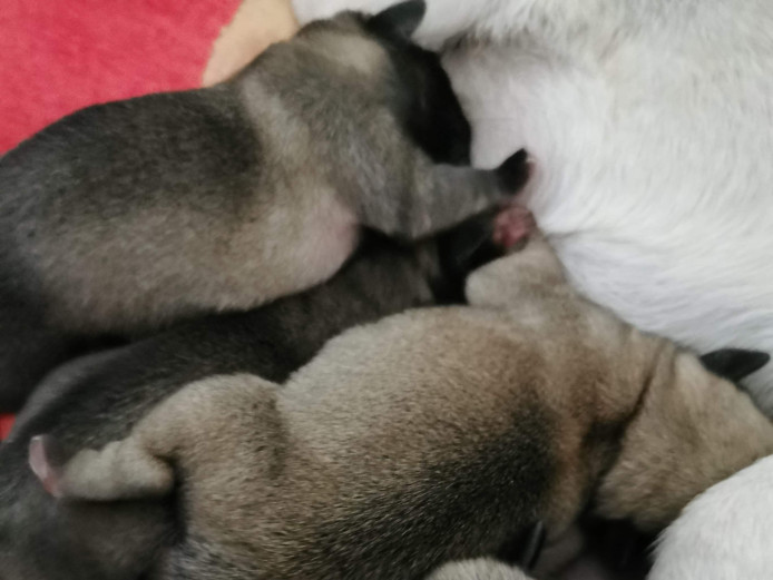 Stunning litter of pugalier pups 