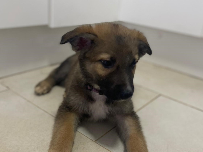 FEMALE GERMAN SHEPHERD CROSS BORDER COLLIE PUPPIES