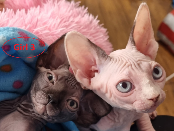 Sphynx kittens and Elf kittens TICA
