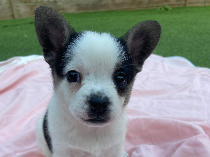 Ready now french bulldog cross Pomeranian girls