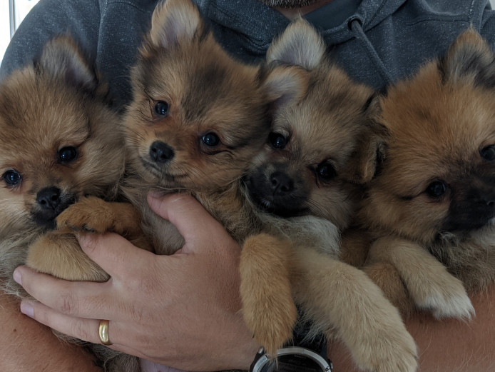 Pomeranian Puppies ready now