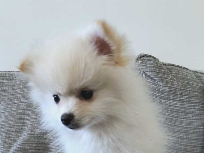 Ready Now Tiny Pomeranian Puppies