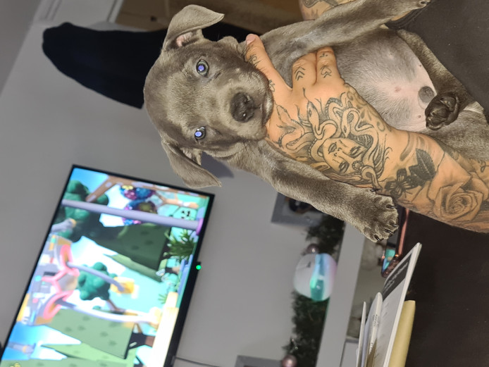 Kc blue staffy 