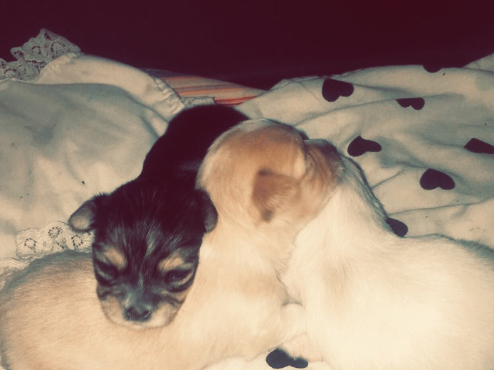 Morkie x chihuahua teacup size