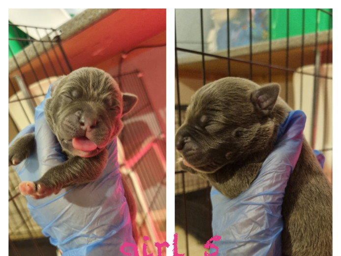 Beautiful puppies for sale not to be missed 