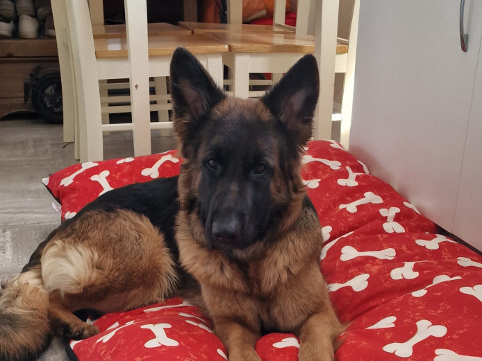 2.5year old GSD bitch 