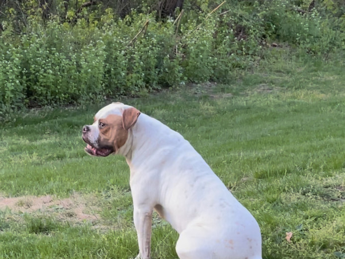 American Bulldog for Sale 11 months