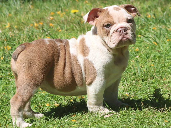 10 Weeks old English Bulldog Female (BAILEY)