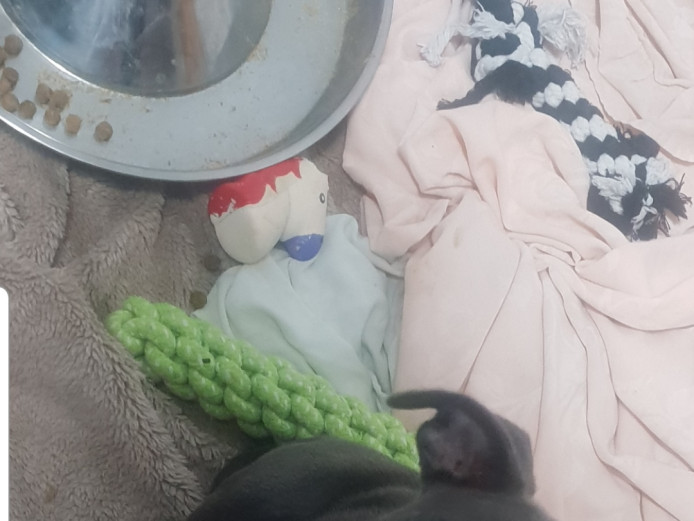 1 Staffy Gorgeous girl left