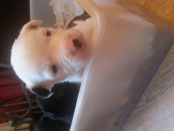 boshit pups