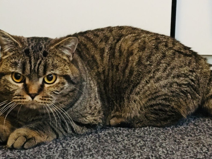 Proven British Shorthair For Stud British Shorthair for Sale