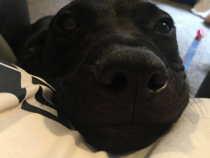 Jasper , beautiful boy