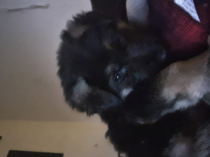 Beautiful German shepherd puppies 