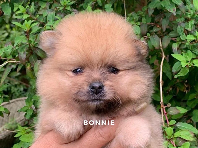 Pomeranian puppies