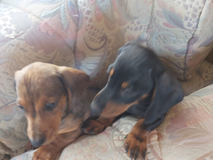Mini boys dachshund 