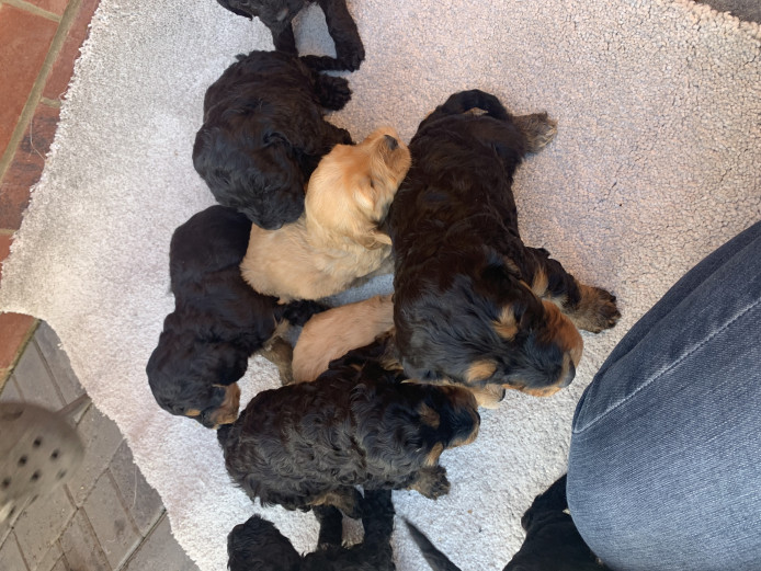 cockerpoo puppies 